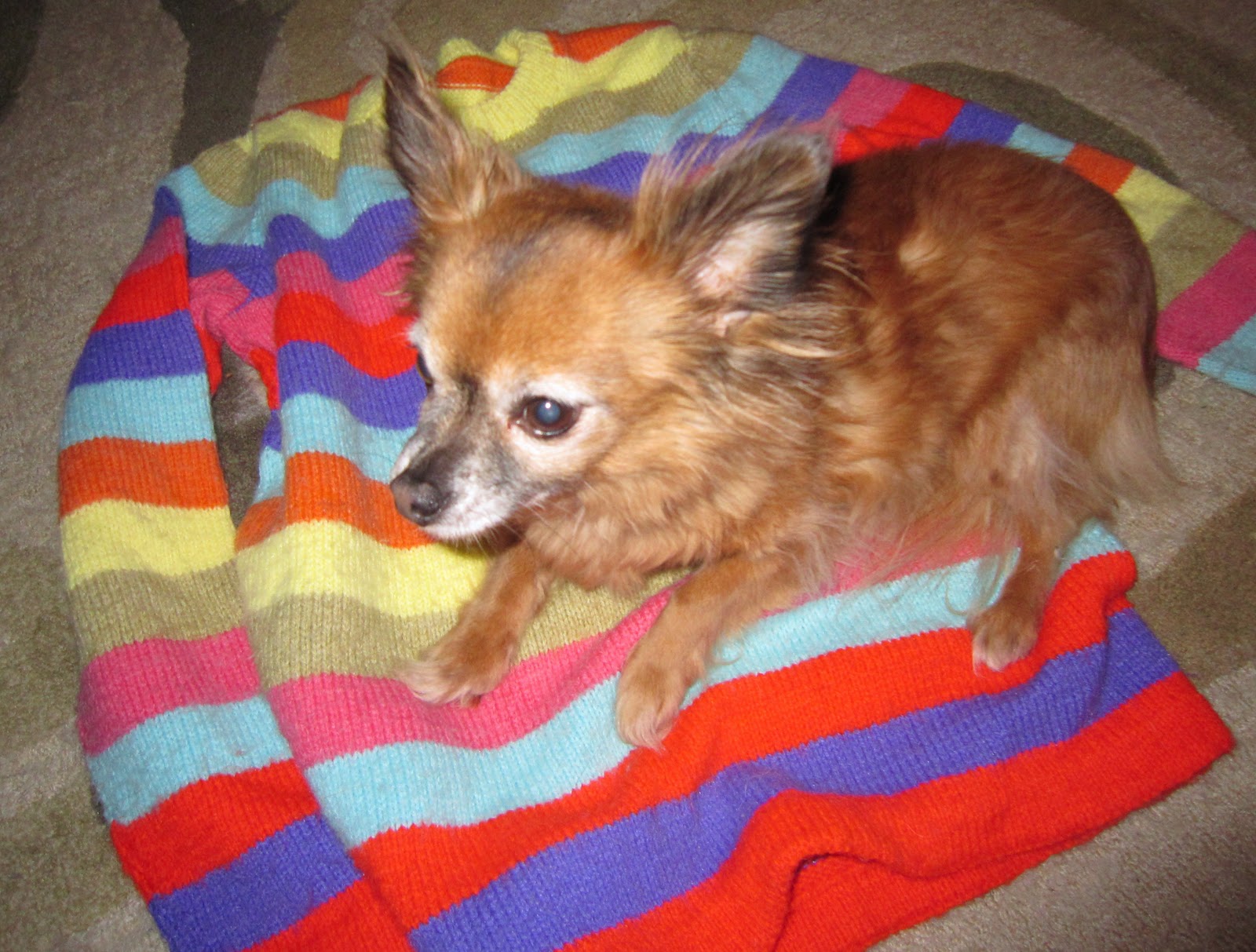 McGalver: Make a Dog Sweater from an Old Human Sweater