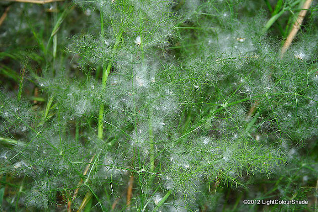 Fennel (Foeniculum vulgare) wrapped in black poplar seed fluff