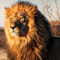 Check Out the Real Life Animals of the New Lion King at Springbok Casino and Get 25 Free Spins on Cash Bandit 2