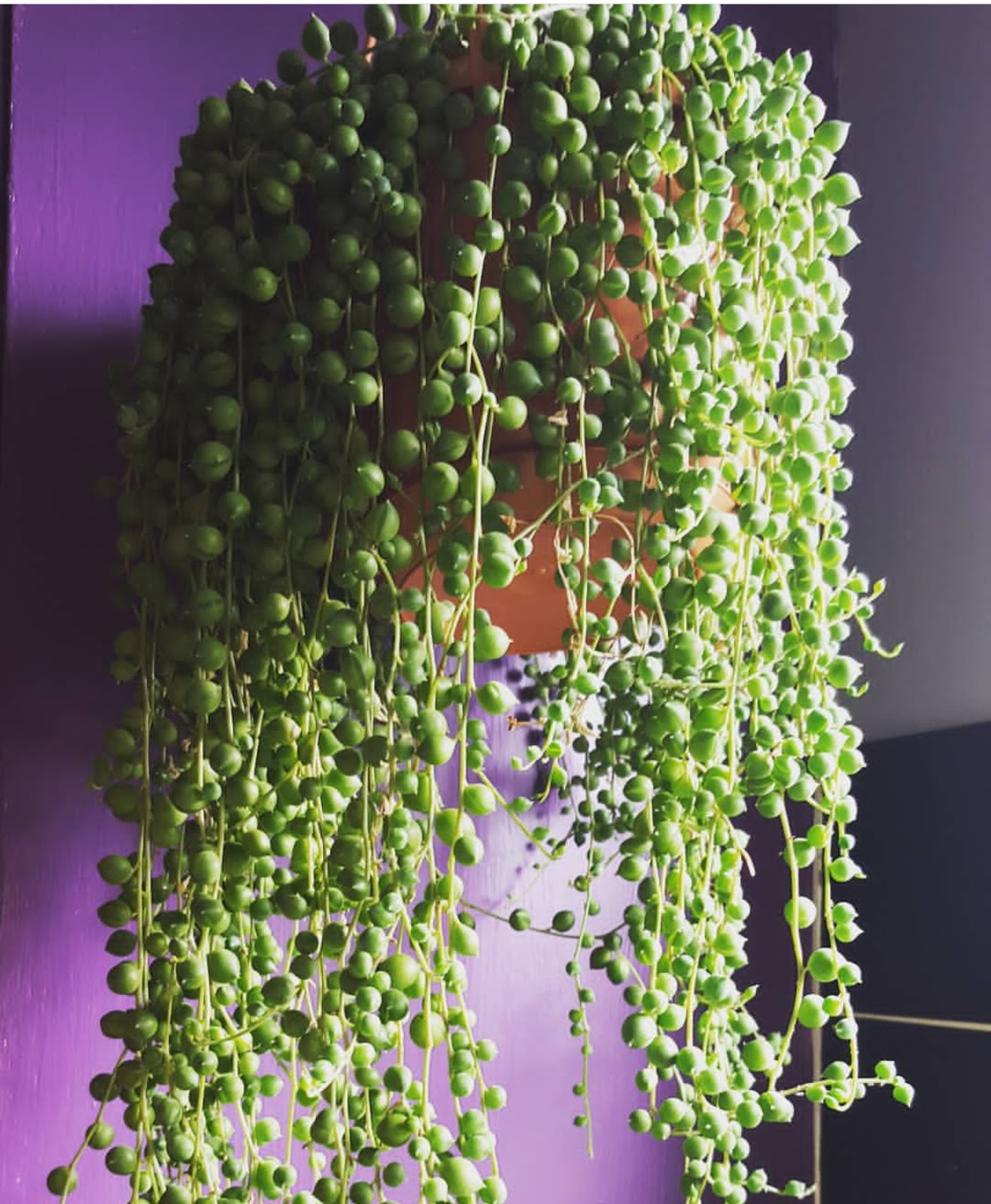 Straight String Of Pearls
