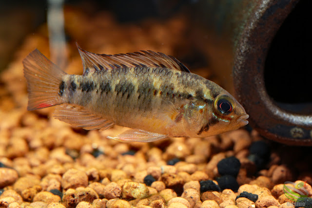 Apistogramma cf. macmasteri / Rio Manacacias