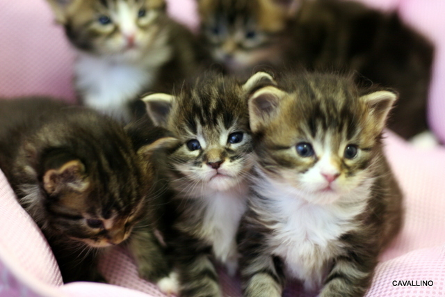 Cavallino 猫 ねこ ネコ ３週間目のご挨拶 こすずめ軍団