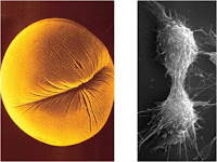 cytokinesis in animals