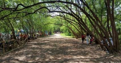 Wisata Karawang Pohon Miring Yang Menarik Untuk Dikunjungi