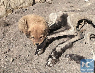 Heartbreaking photos of a puppy beside the remains of its mother