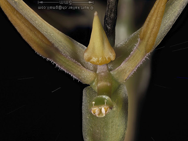 Bulbophyllum angustipetalum