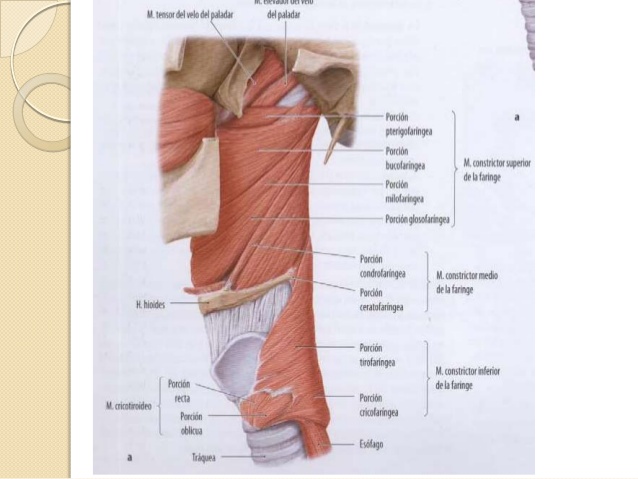 Anatomía de la Faringe