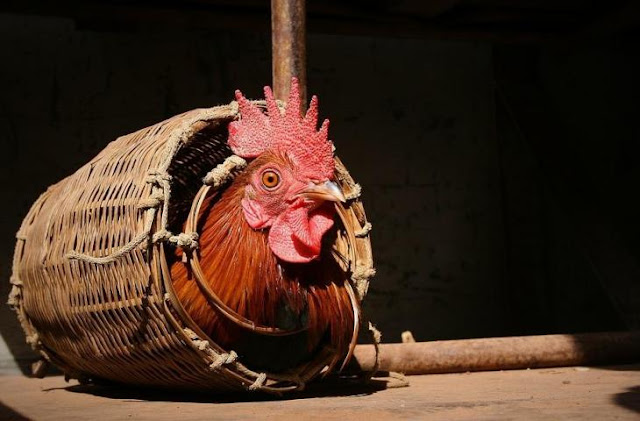 Ikut Sabung Ayam, Pria ini Tewas Oleh Ayamnya Sendiri