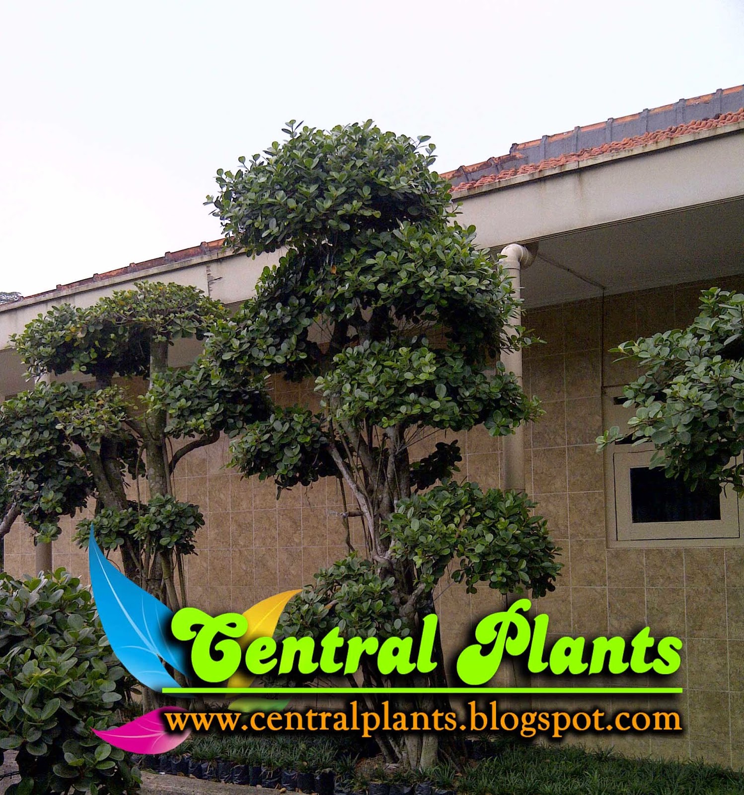 Beringin Korea (Ficus Coreana) Aneka Tanaman bonsai PUSAT TANAMAN