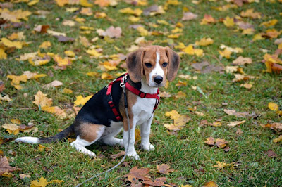 alt="beagle, un perro que debe hacer ejercicio"