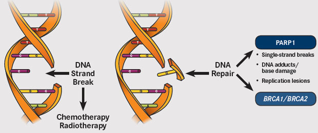 PARP Inhibitors Hold Promise in Pancreas Cancer Treatment