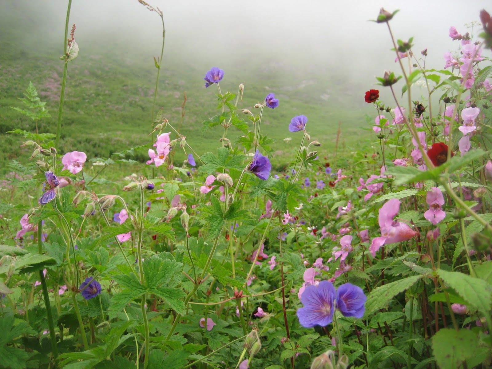 Valley of Flowers, Hemkund Sahib, Joshimath, Auli, Badrinath and Mana