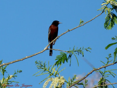 Orchard Oriole Icterus spurius birdwatching Nicaragua