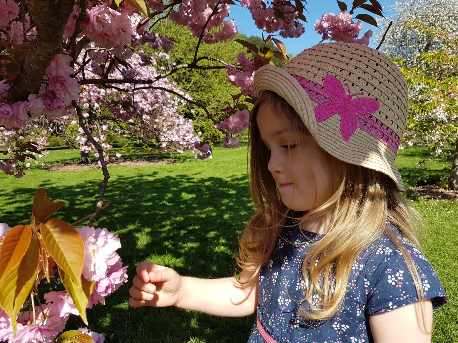 Kew Gardens pink flower cherry tree with child