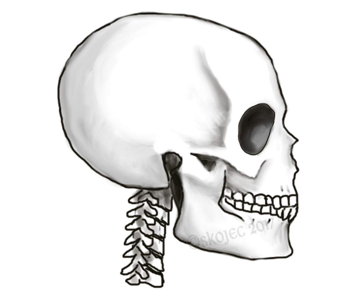 44 Skull Side View Vector Drawing High Res Illustrations  Getty Images