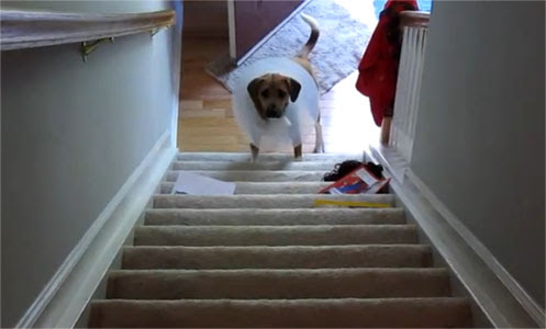 Photo : 現状を打開して、さらに上へとステップアップすることについて考えられるイヌ ! !