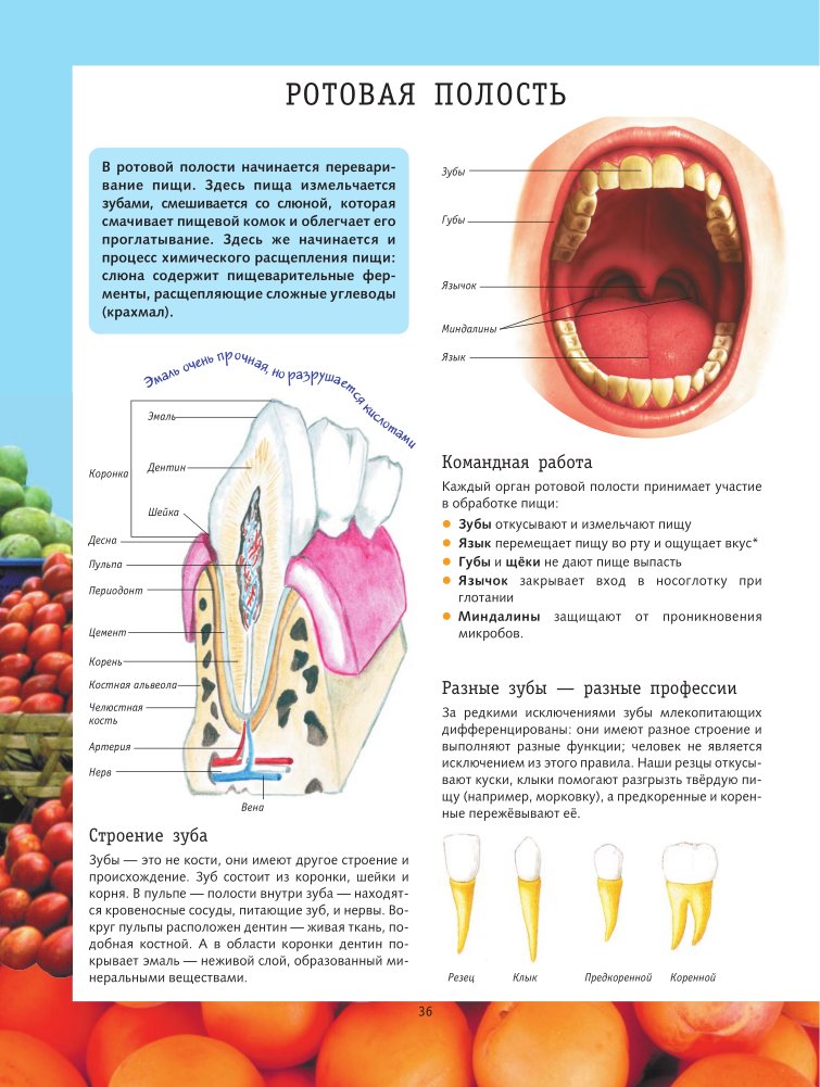 Устройство полости рта. Органы ротовой полости строение зубов. Полость рта анатомия зубы строение. Ротовая полость строение и функции. Строение ротовой полости зубы язык.