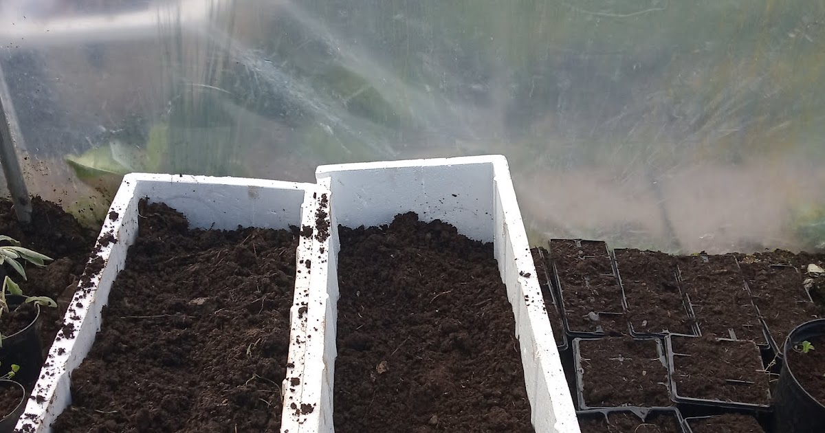 northsider Potato Planting In Polystyrene Planters In The Polytunnel.