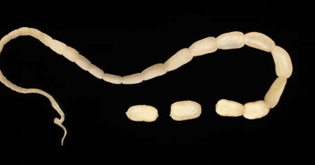 galandféreg cestodes pinwormok és roundworms források