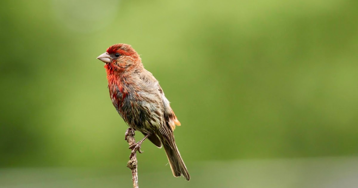 House Finch Fun Facts