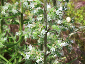 Lengua arábica (Echium italicum) flor silvestre blanca