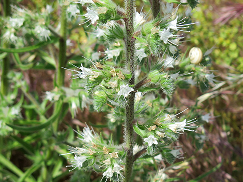 Lengua arábica (Echium italicum) flor silvestre blanca