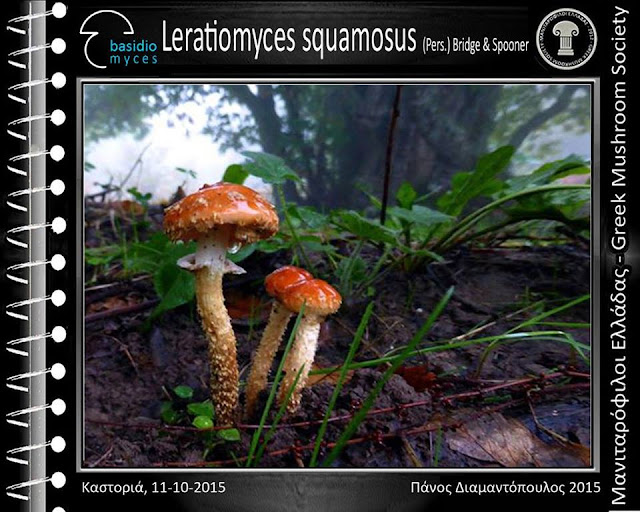 Leratiomyces squamosus (Pers.) Bridge & Spooner