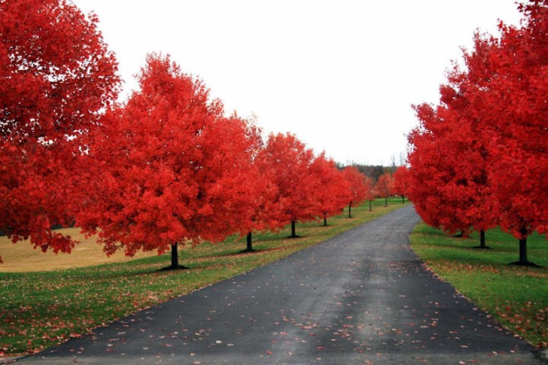 Fátima Rodríguez Serra: Los colores de la naturaleza