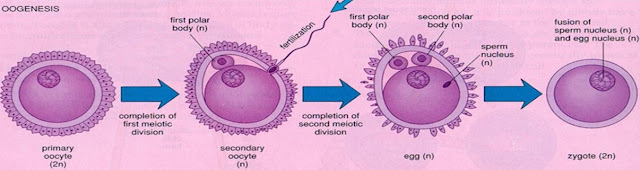 Общая схема оогенеза: первичный диплоидный (с двойным набором хромосом; 2n) ооцит (primary oocyte) делится на гаплоидный (с одним набором хромосом; n) вторичный ооцит (secondary oocyte) и первое полярное тельце (first polar body), затем проникший сперматозоид стимулирует созревание ооцита — он превращается в яйцеклетку (egg), от нее отделяется второе полярное тельце (second polar body), происходит оплодотворение и формируется зигота (zygote). Рисунок с сайта slideplayer.com