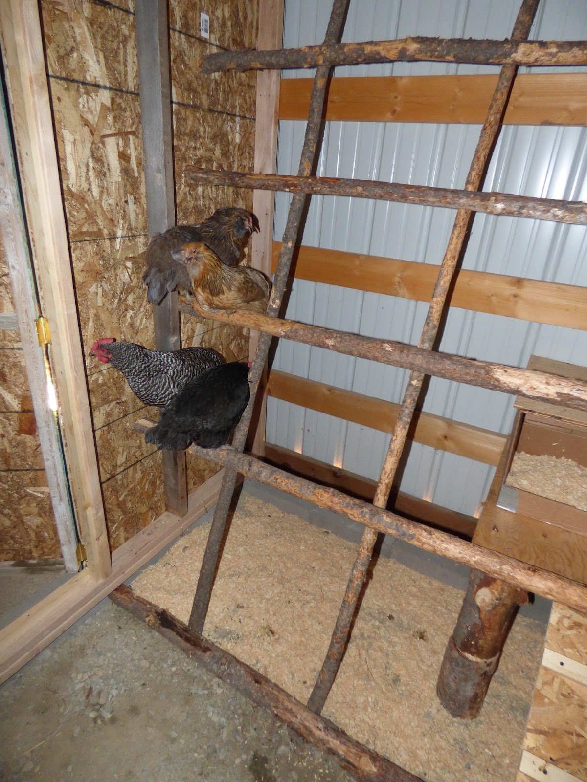 Our Life in Montana Our Montana Chicken Coop