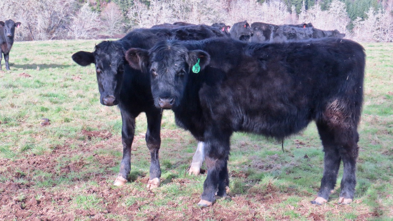LuAnn Kessi Feeding Yearling Cattle...
