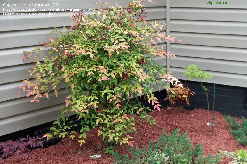 Nandina domestica Heavenly bamboo care and culture Travaldo's blog