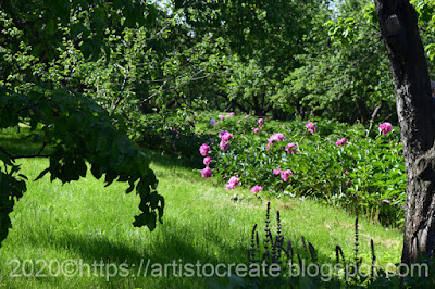 Фотоэтюды Коломенского парка, прекрасный цветущий  летний сад