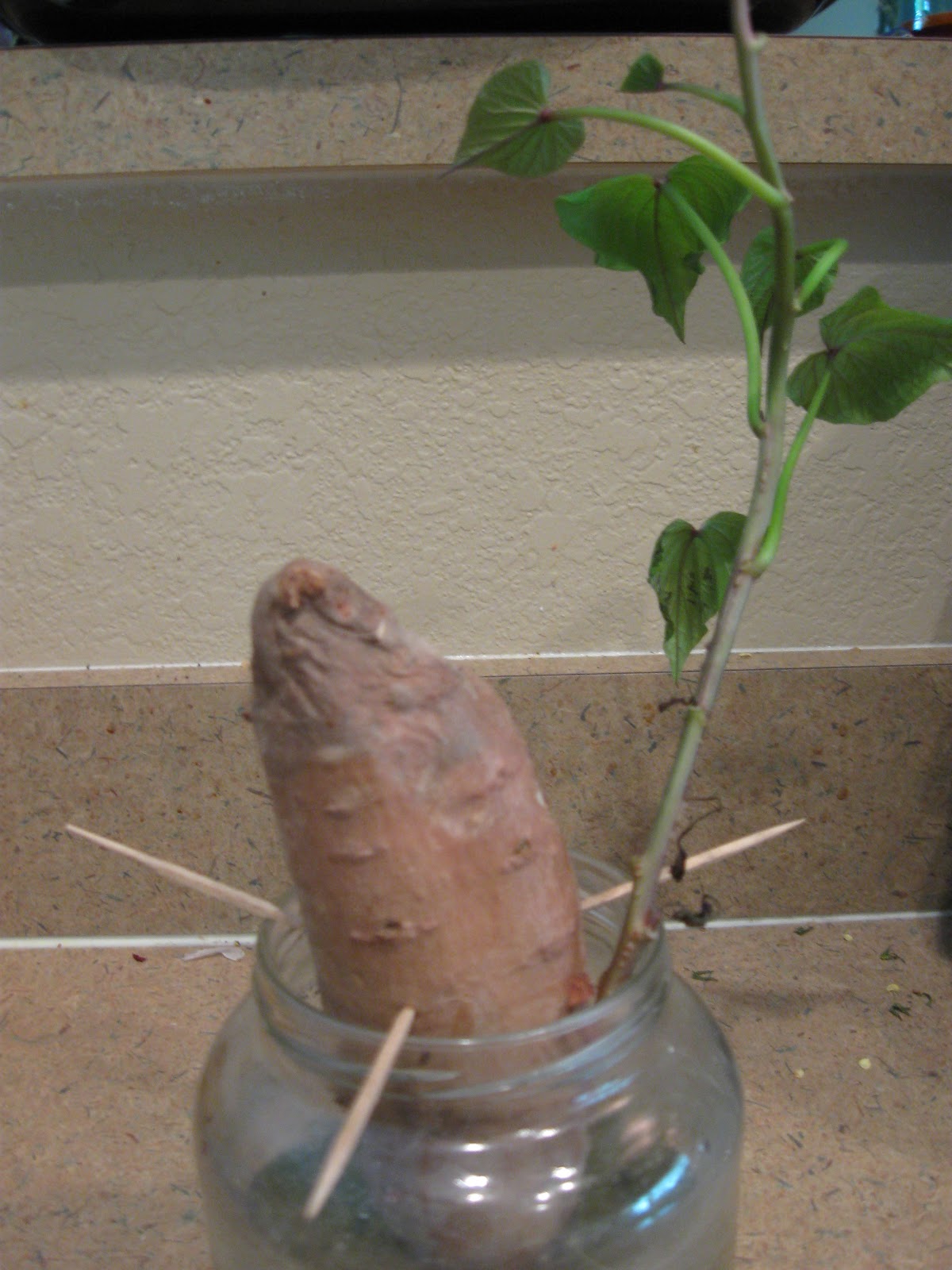 Growing Food in Florida Sweet potatoes from store bought potato