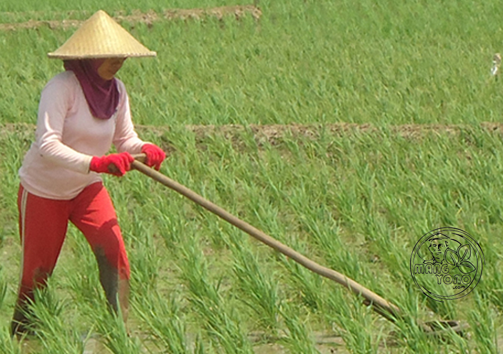 Weed control and interculture for Irrigated Rice Blog Mang Yono