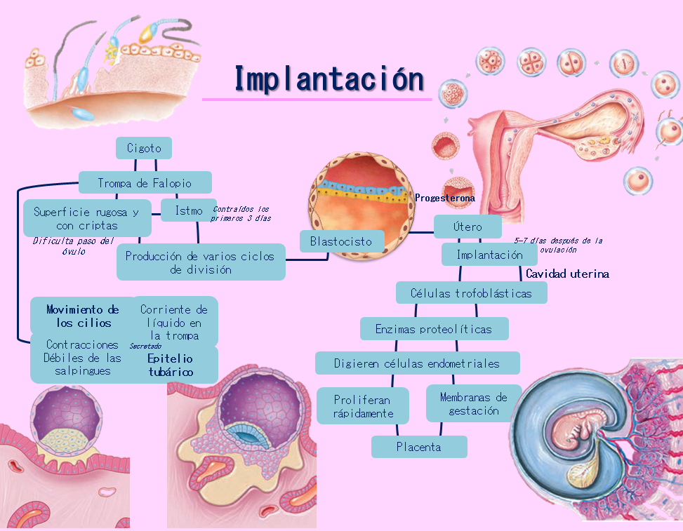 Yongui Fisiología Medica : Implantación