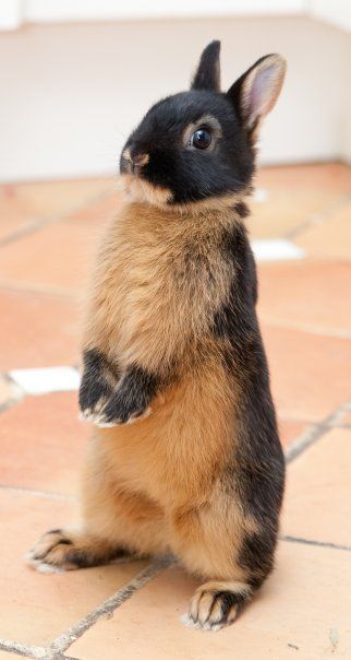 ΚΟΥΝΕΛΙΑ - ΛΑΓΟΙ photos - wallpapers (ανανεωμένο) | the fun bank