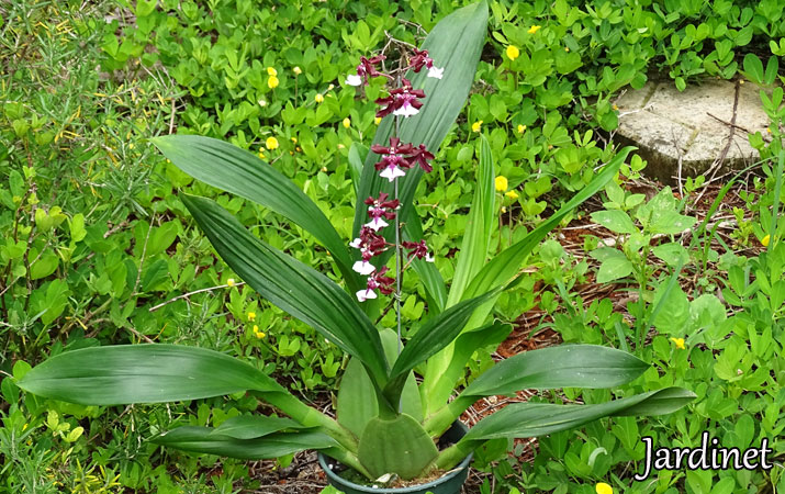 Orquídea Oncidium Sharry Baby - Como cuidar - Jardinet