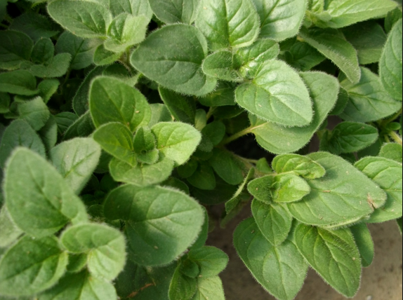 oregano oregano