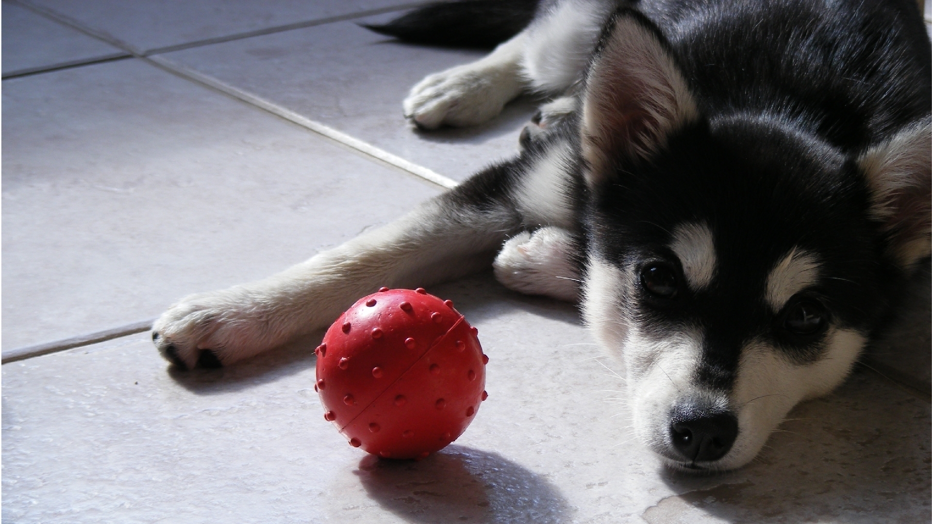 Köpek HD Geniş Ekran Duvar Kağıtları 4 HD Duvar Kağıtları