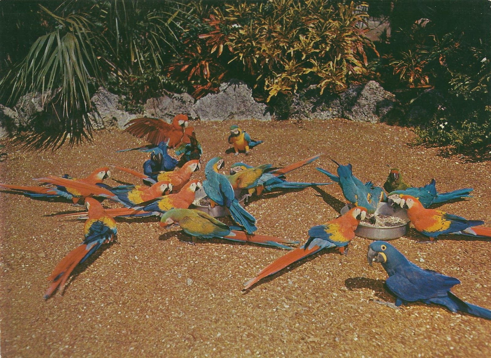 Download this Parrot Jungle Miami Florida picture