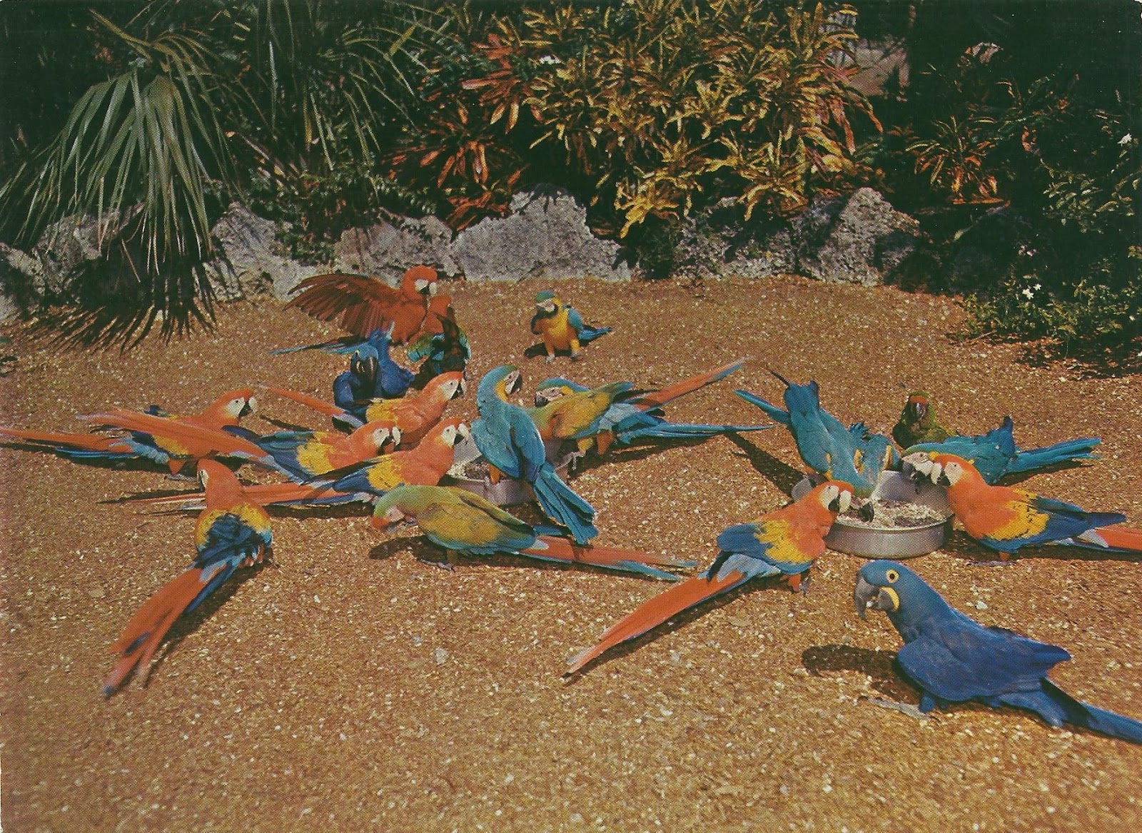 Vintage Travel Postcards Parrot Jungle Miami, Florida