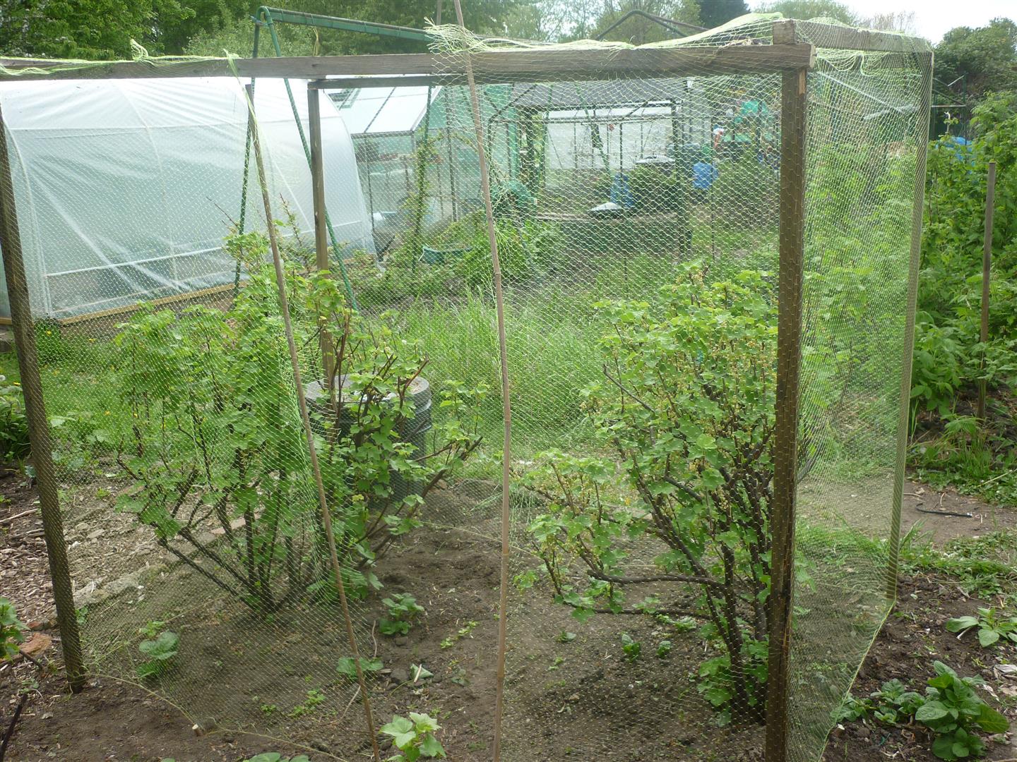 Jill's Allotment Simple Fruit Cages