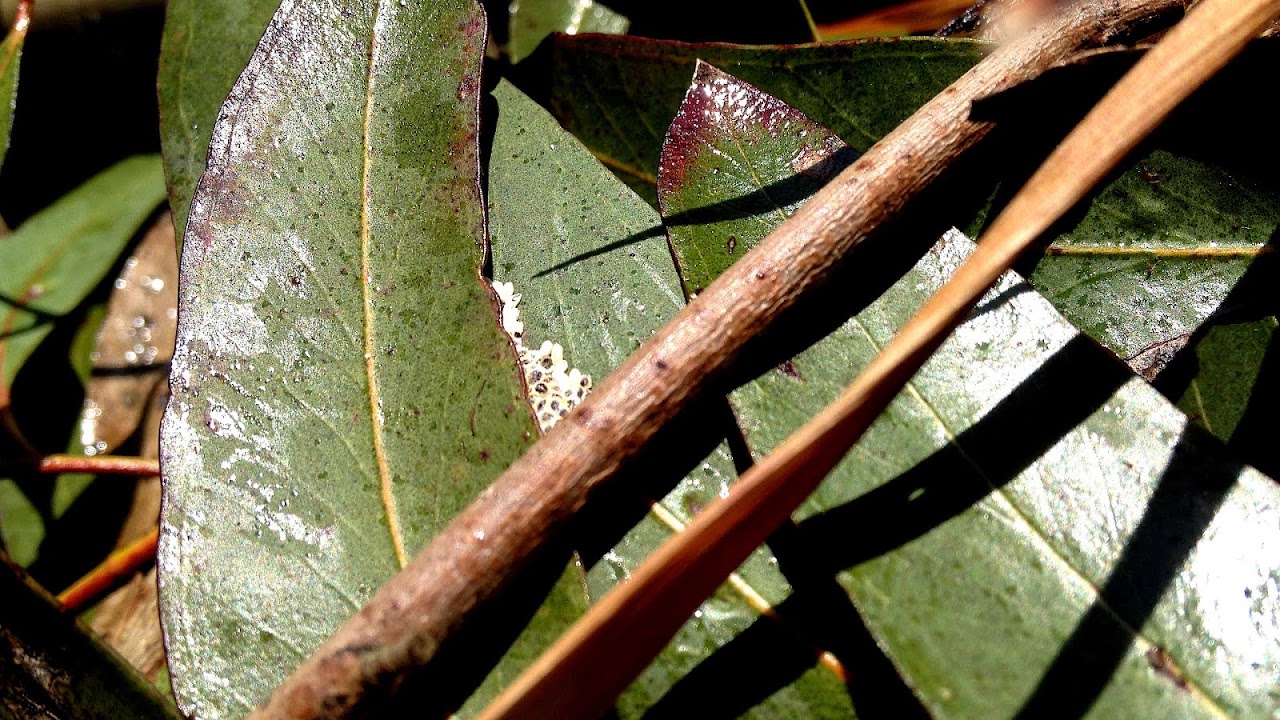 Gum Tree Diseases Tree Choices
