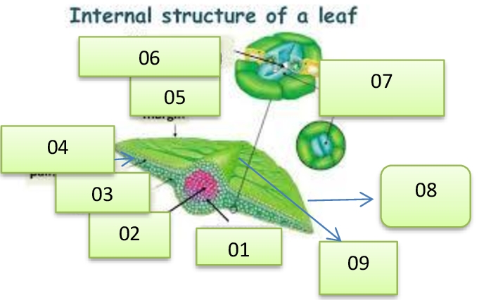 Lesson Plan of Internal Structure of Leaf General Science Grade VI