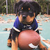  Possible health problems with Rottweiler
