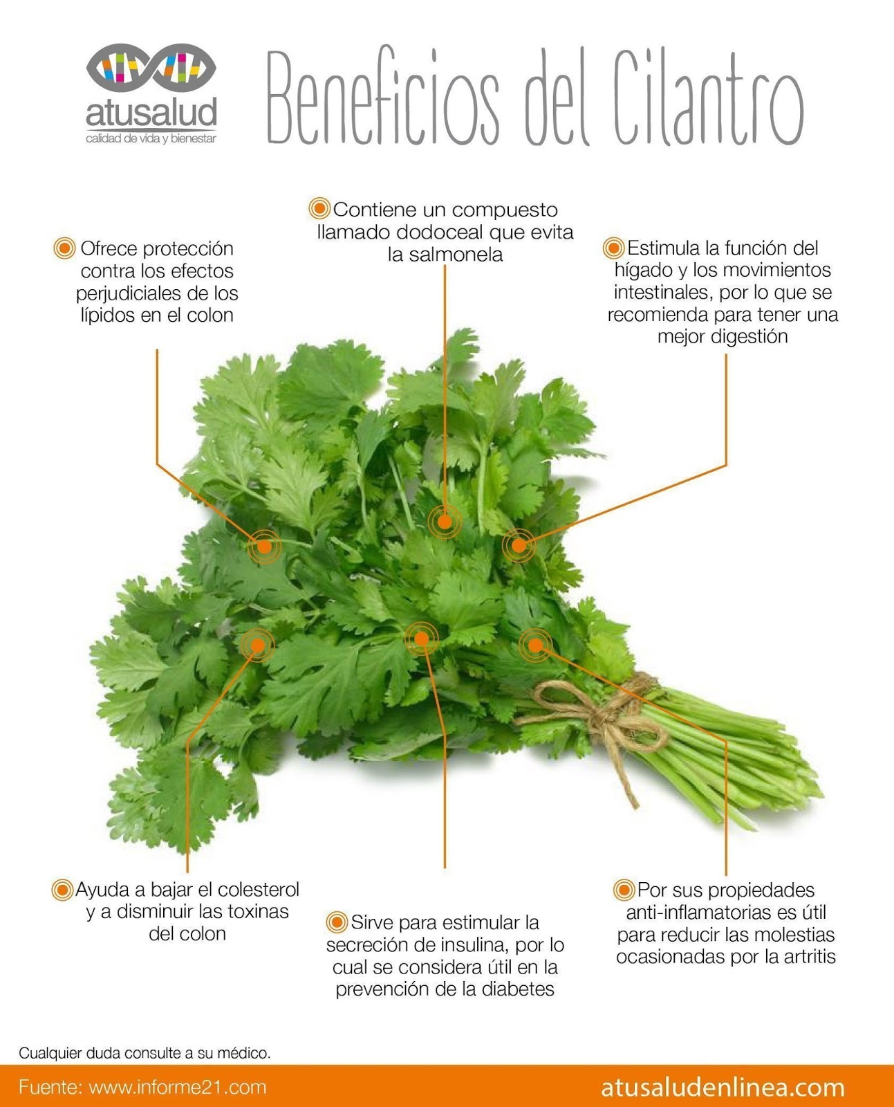El deporte en el Mater Propiedades del cilantro