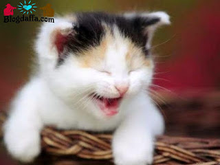 10 jenis kucing lucu terpopuler untuk dijadikan peliharaan dan teman bermain