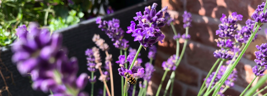 Sternensinn Garten Und Mehr August Garten 2019