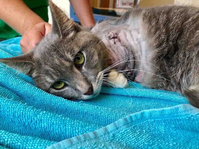   Amputan pata a gatito; le amarraron pirotecnia en el cuerpo